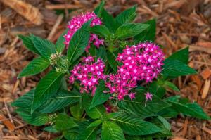 dwarf pentas